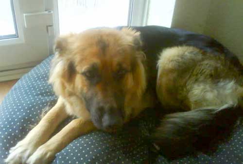 honey young female gsd