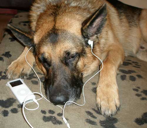 the i dog listening to his i pod