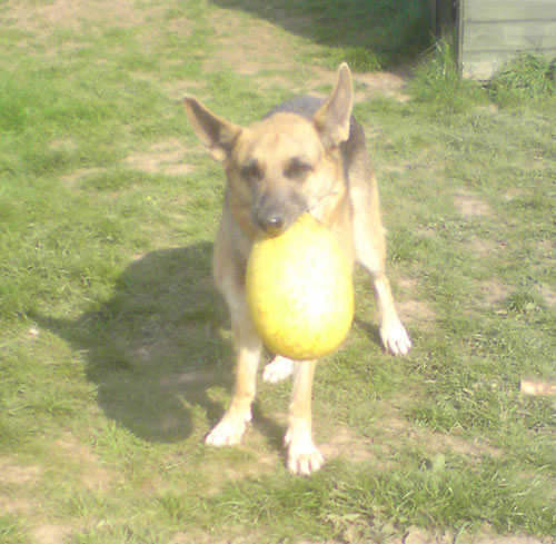 izzy with the big yellow ball in her mouth