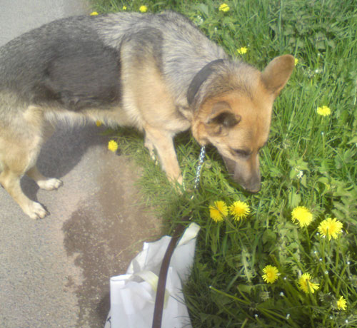 izzy the gsd helping pick dandelions