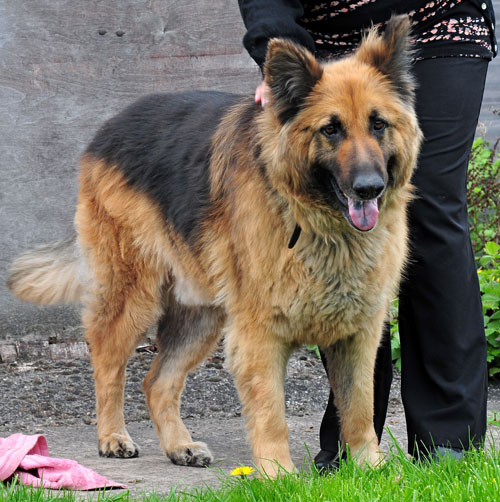 jack gsd
