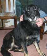 jake ex police dog