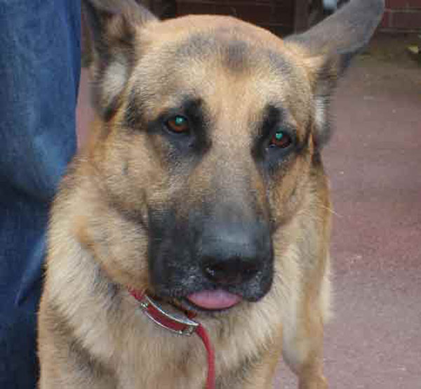 jerry the cruelty case gsd
