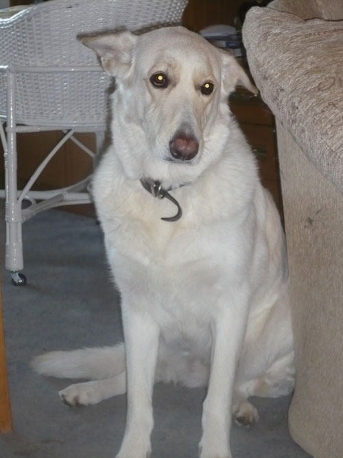 jess white gsd