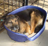 JETHRO - OLDER GSD RESCUED FROM HELL!