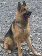 beautiful gsd that came from the dog pound