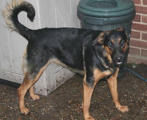 julie gsd cross