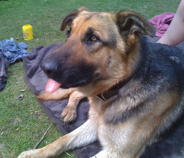 juno gsd that needs a new home