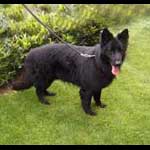 arnie