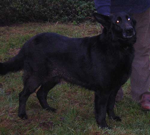 kali the balck GSD