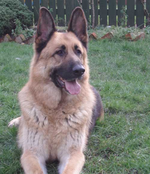 kane the beautiful gsd sadly passed away