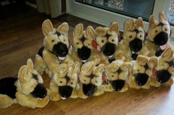 keel puppies