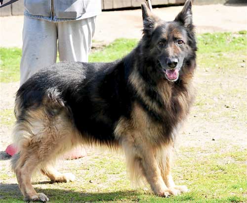 keith long haried GSD rescued from death row