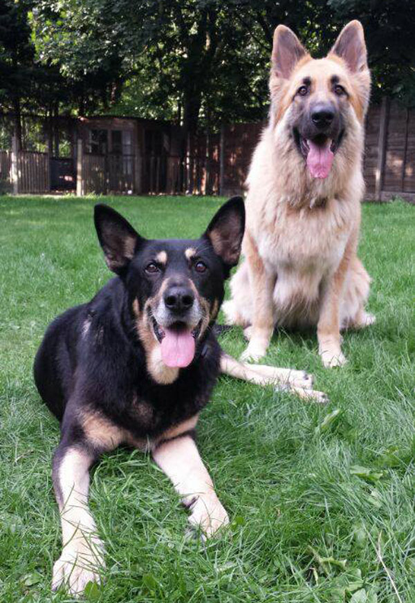 king and molly the german shepherds
