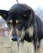 king abused and neglected german shepherd