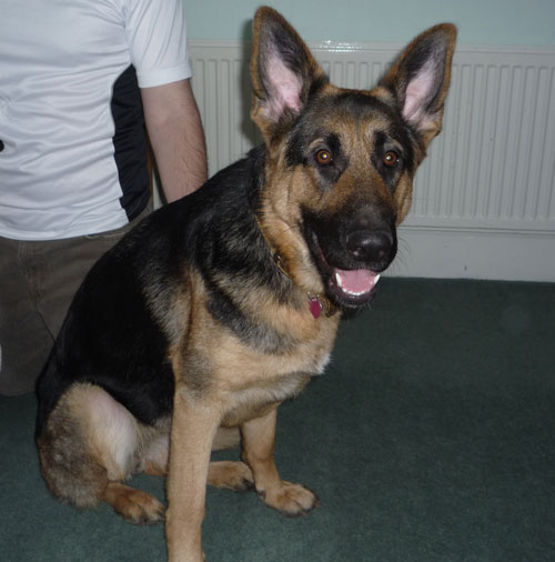 kizzy young gsd
