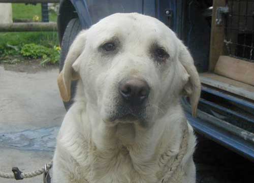 cream labrador