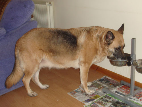 Lady gsd