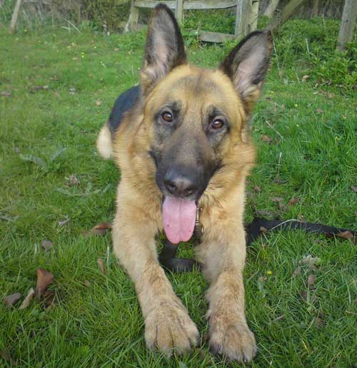 laika the gsd