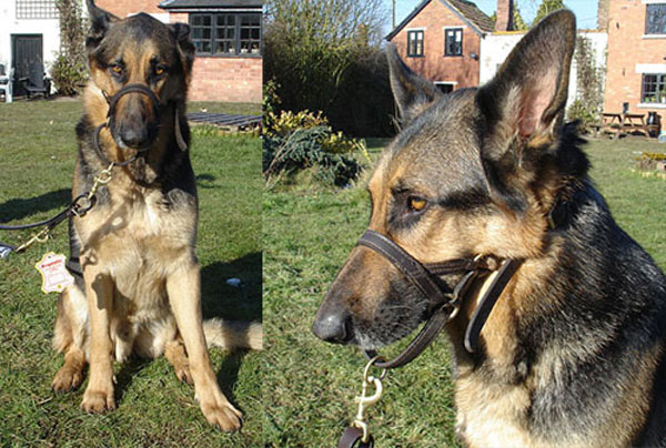 dogmatic leather head collar with brass fittings