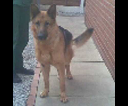 levi the gsd at risk