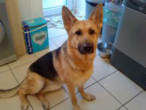 lexi gsd