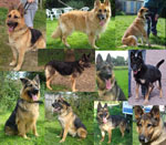 long stay kennel dogs