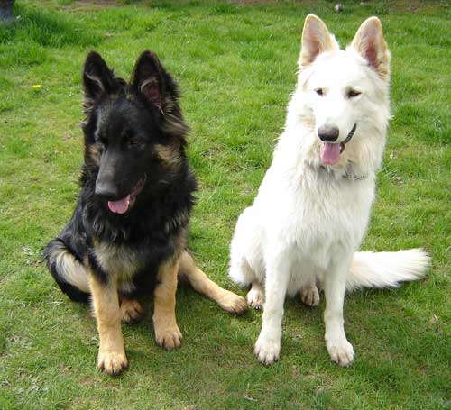 Get german shepherd rescue washington state