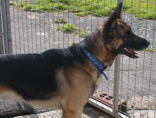 short haired german shepherd dog