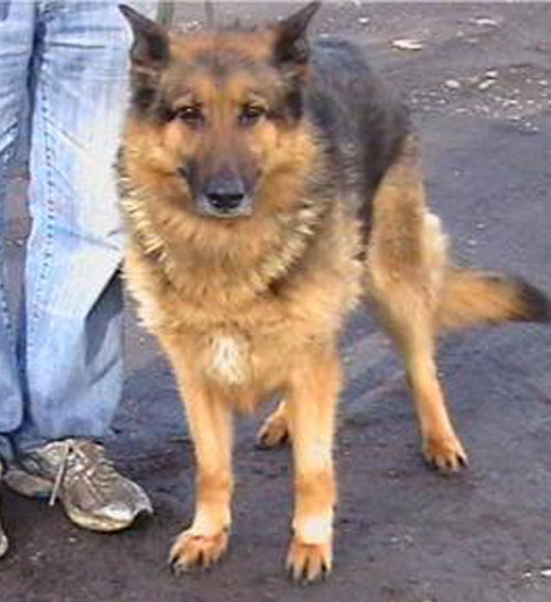 lucky gsd