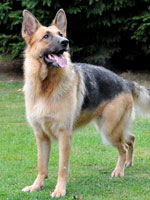 lulu beautiful german shepherd needs a home