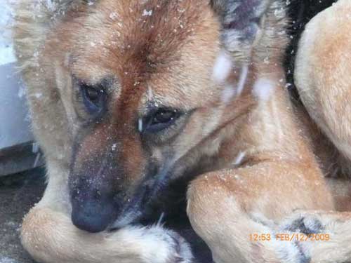 lulu huddled in the snow