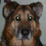 mack the older german shepherd