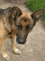 a very sad gsd called Major