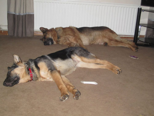 Karla and Scooby the gsd's in the down stay