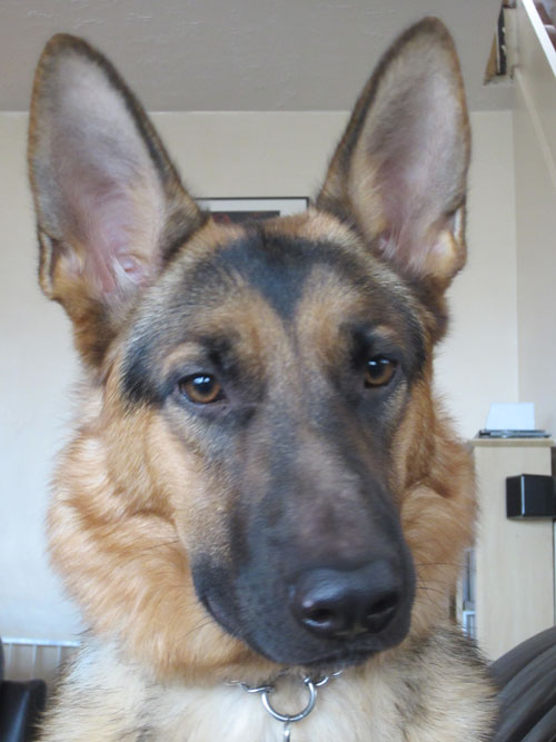 gorgeous young gsd karla