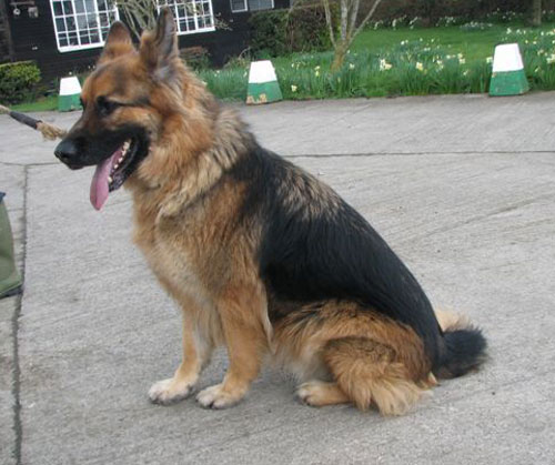 max gsd