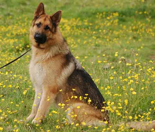 max lovely 3 year old gsd