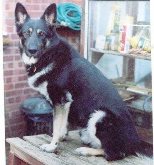 Max the gsd whose owner has died