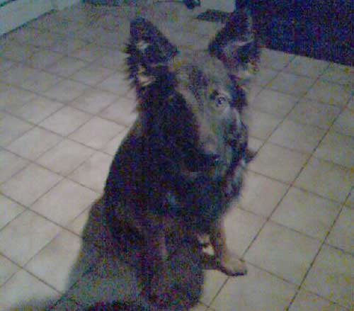 max young gsd