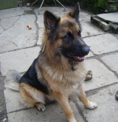 maxie gsd