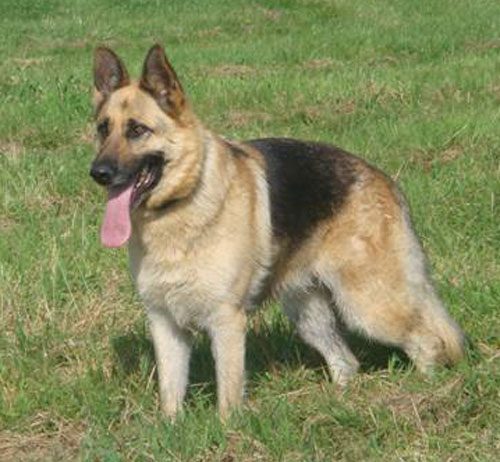 mia gsd