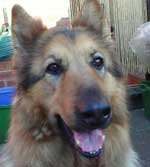 mica, female gsd of the month