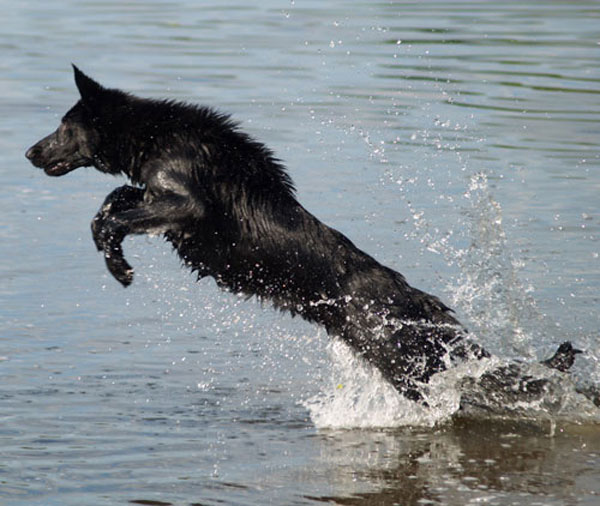 milly the black german shepherd diving into water