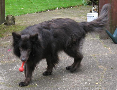 monty black gsd