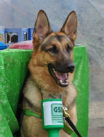 karla the gsd helping raise funds for gsdr at the newark garden show