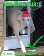 tommy the gsd with pannus wearing his optivizor