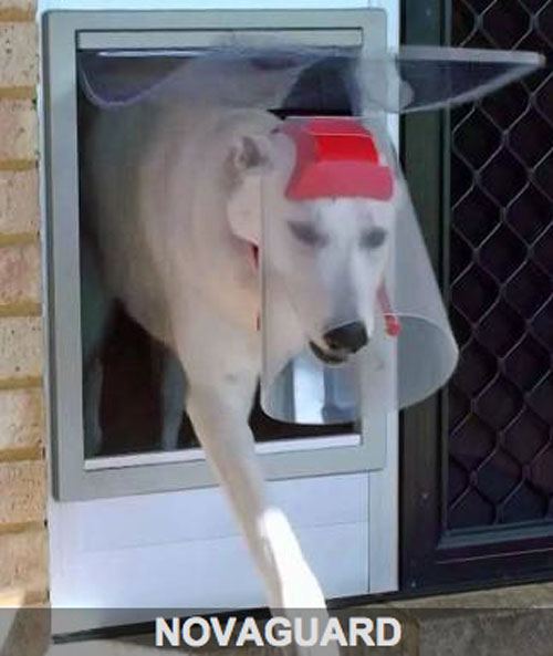 novaguard better than a buster collare for your dog
