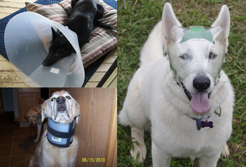 novaguard versus buster collar and neck brace
