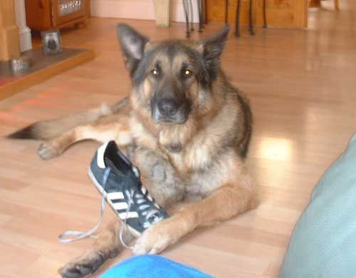 oz the gsd sadly no longer with us